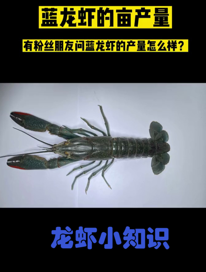 你知道蓝龙虾一亩地产量有多少吗?澳洲淡水龙虾养殖