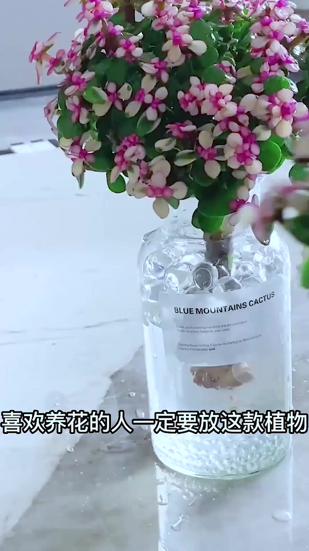 2植物大全,各种花草,你们认识几种