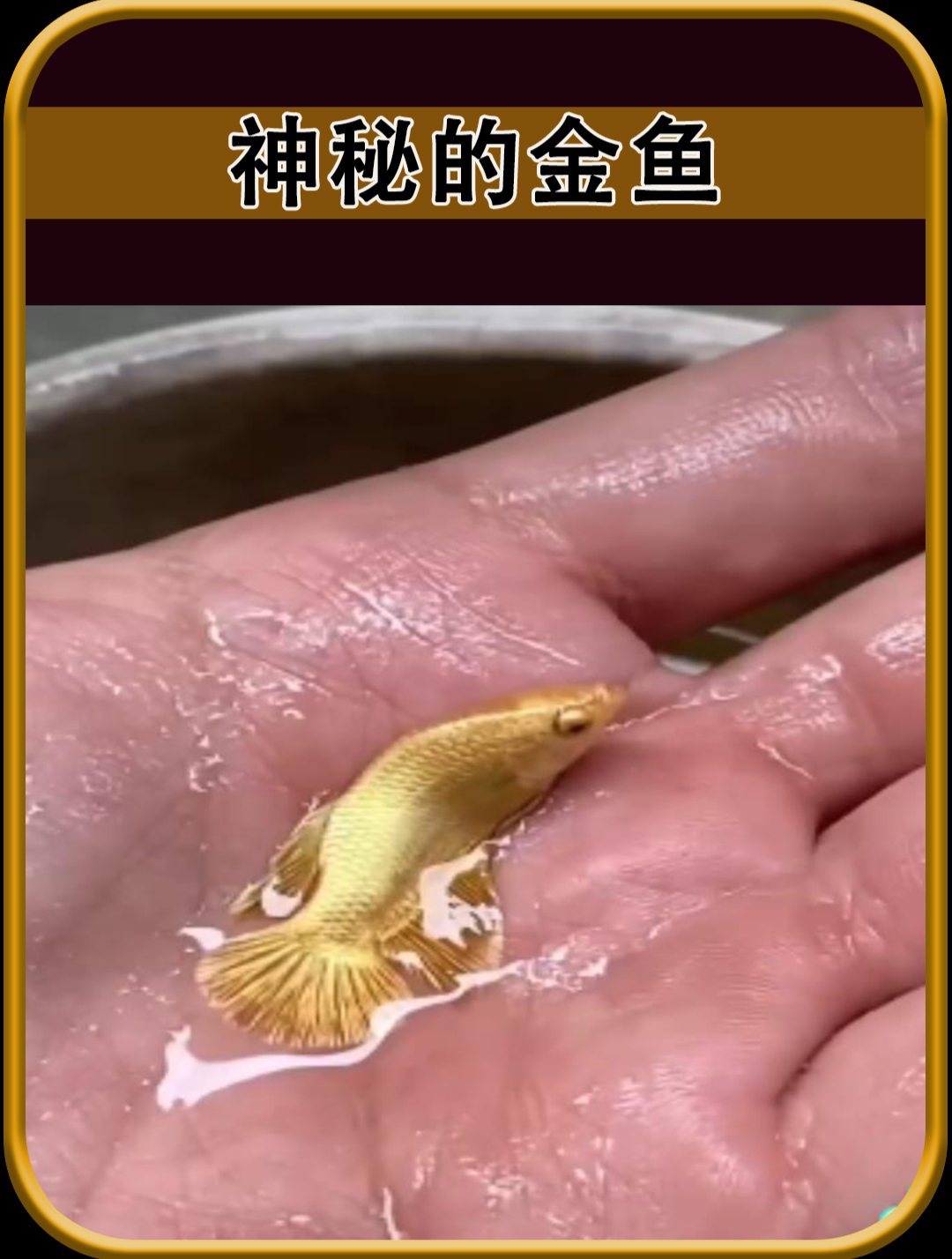 这是条不一样金色的鱼