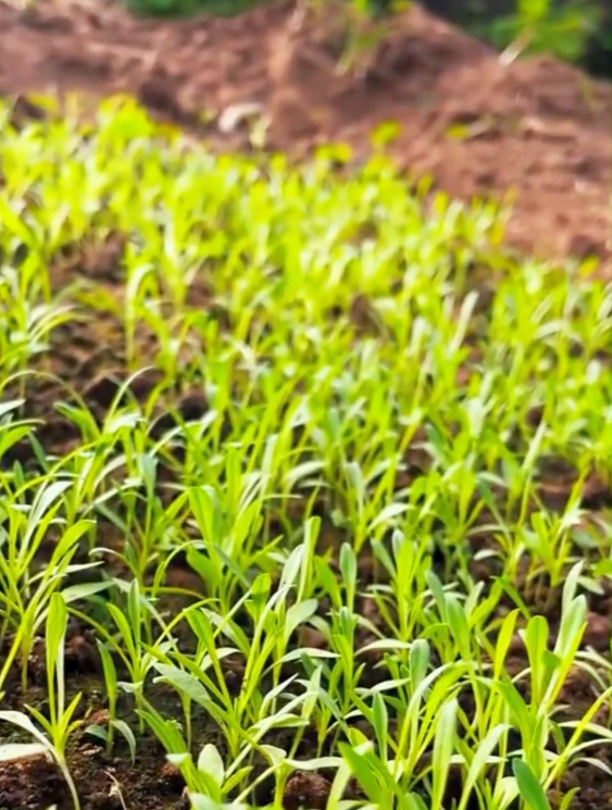 人称“面条菜”,具有润肠通便、活血调经等功效,赶快在家种起来