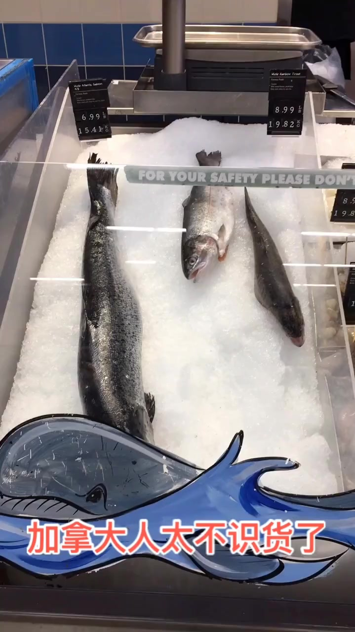 鱼肉的颜色和质地等等判断真假三文鱼,对于吃货来说,鱼肉的口感