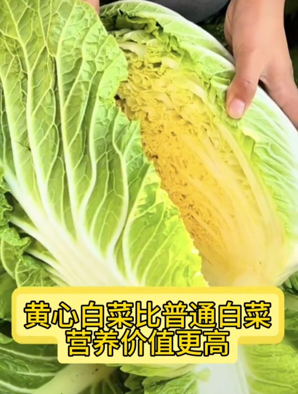 “鸡蛋心”大白菜,营养比普通白菜更高,耐寒性好,冬季也能种
