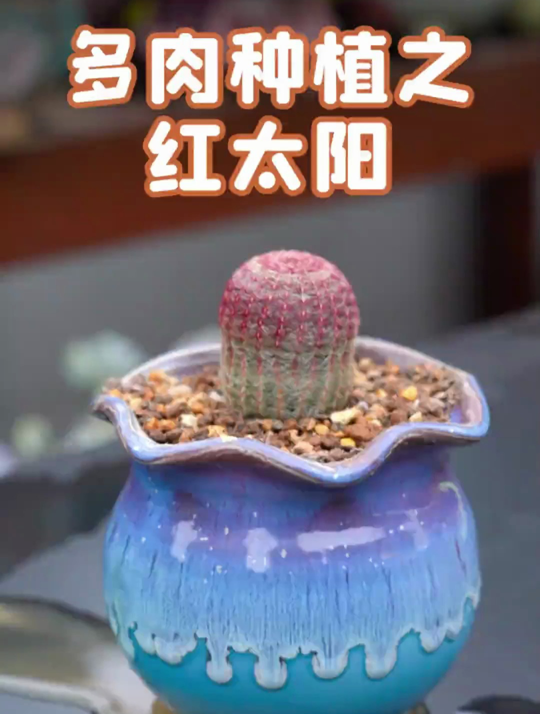 仙人球红太阳,推荐给大家!多肉 解压 多肉的生活