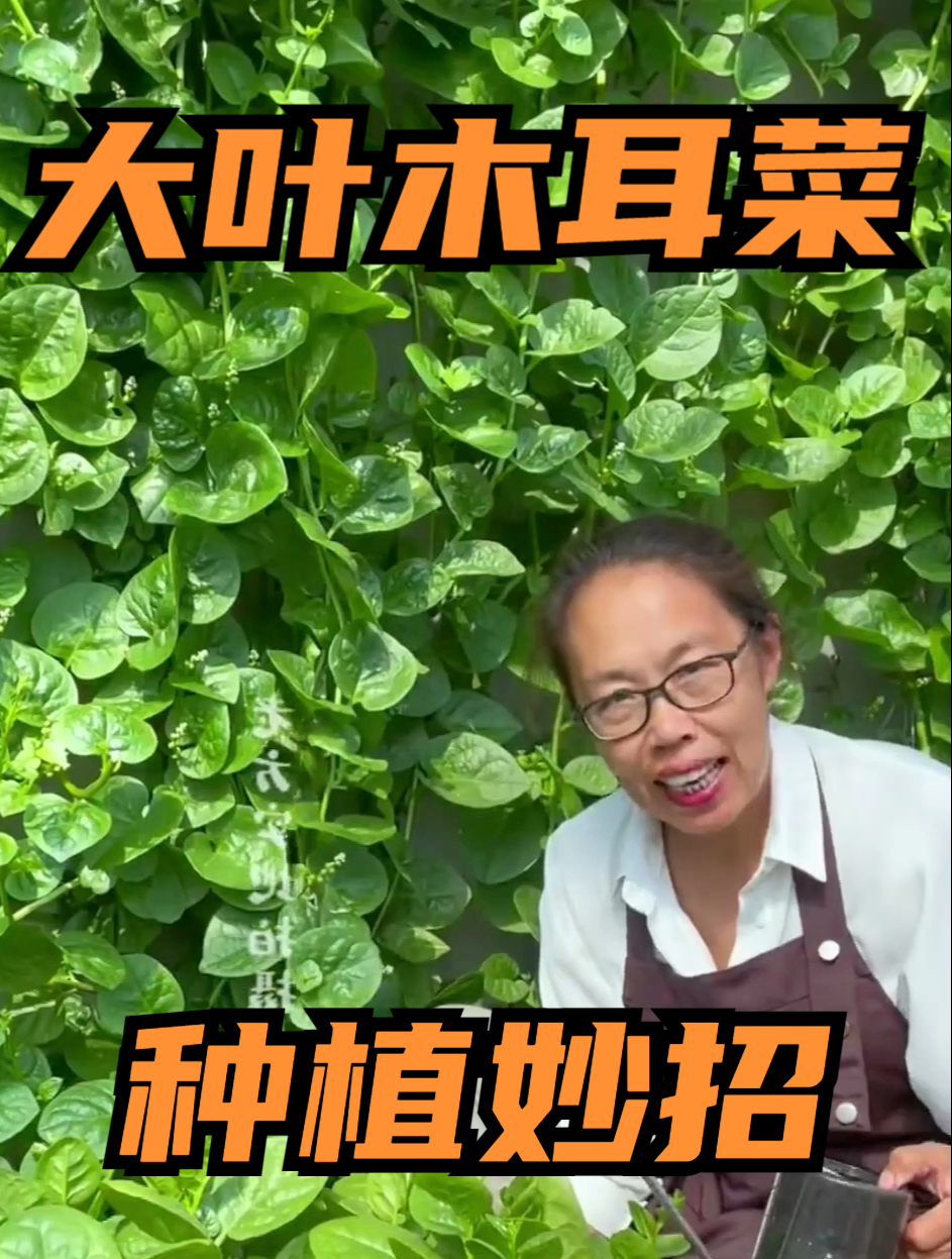 大叶木耳菜的种植小妙招,25天就能采摘!没见过这么快的!