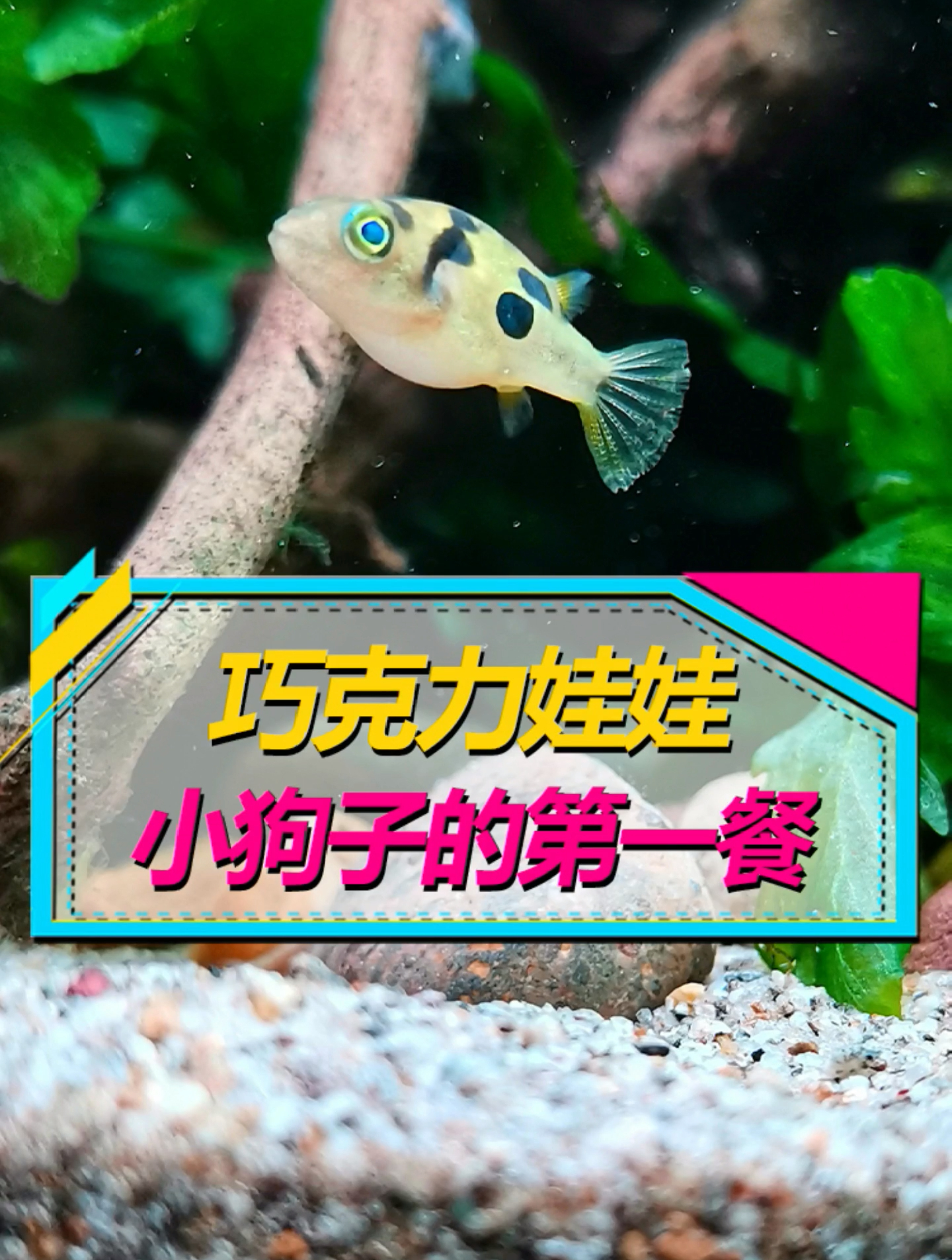 继续布置鱼缸喂小鱼吃饭,鱼友关心能否和孔雀鱼混养