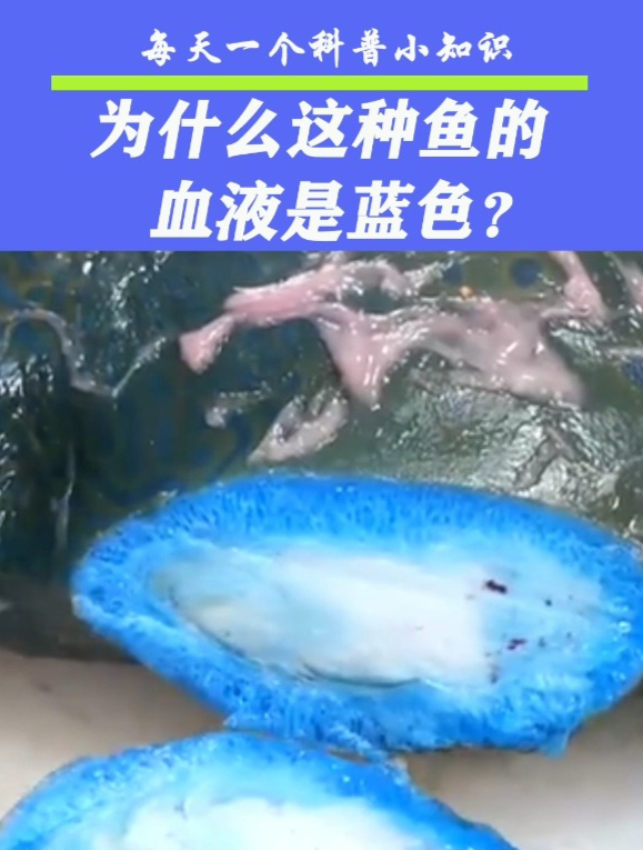 为什么这种鱼的血液是蓝色?