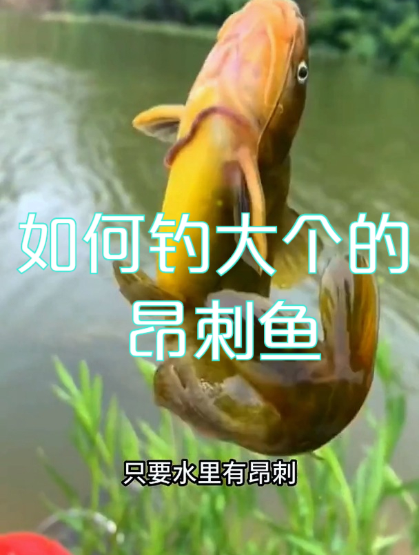 想钓大的昂刺鱼,教你打窝新方法,大个昂刺鱼就好这一口!