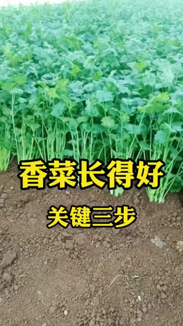 香菜的壳比较硬,所以种植之前要先破壳,再浸泡,再种植!