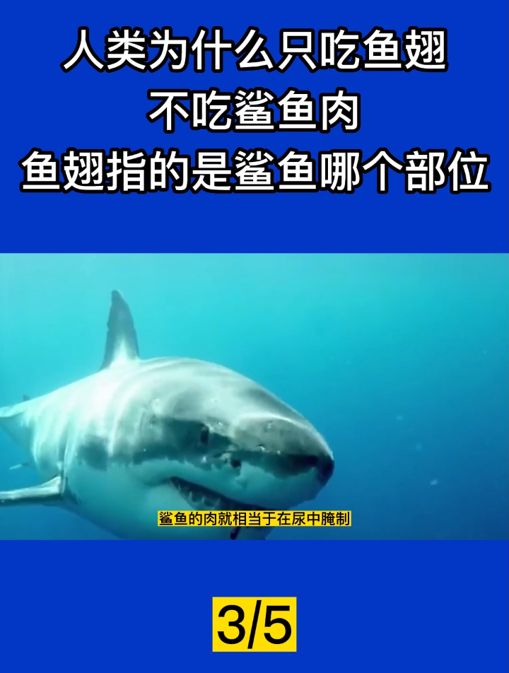 人类为什么只吃鱼翅,不吃鲨鱼肉?鱼翅指的是鲨鱼哪个部位?3