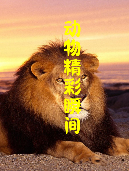 不靠谱的主人让母鸡孵化鸭蛋,它能成功吗?结局超暖心3