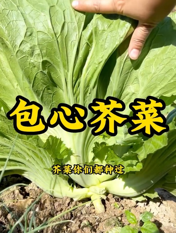 这种芥菜,专用来腌制成酸菜,营养价值高,种的却人不多!