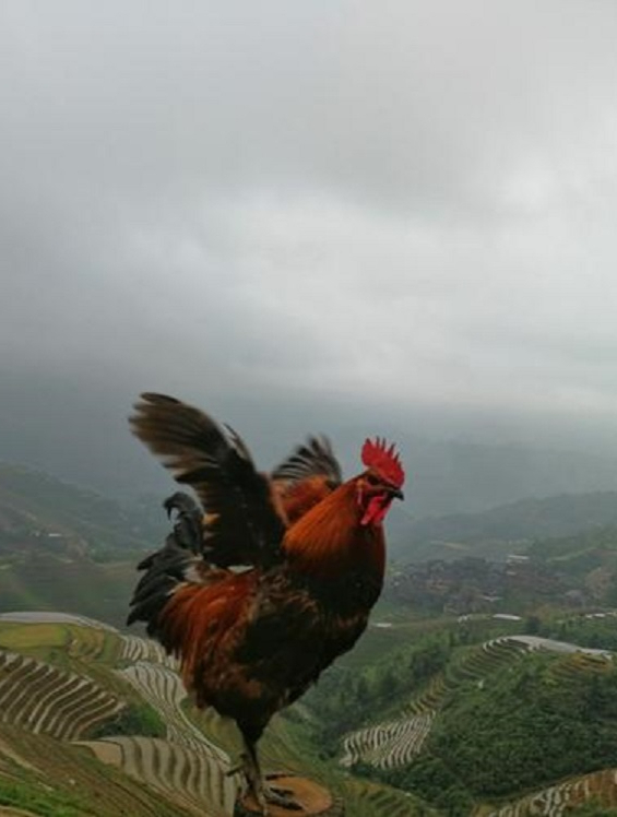 全网最有灵性的鸡,公鸡有难母鸡不离不弃,上演人性化相救1
