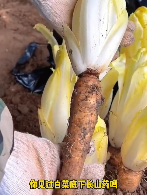 白菜底下长山药,既能观赏还能食用,养成盆栽价值更高