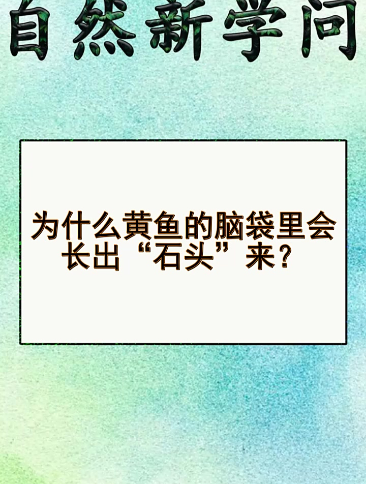 为什么黄鱼的脑袋里会长出“石头”来?
