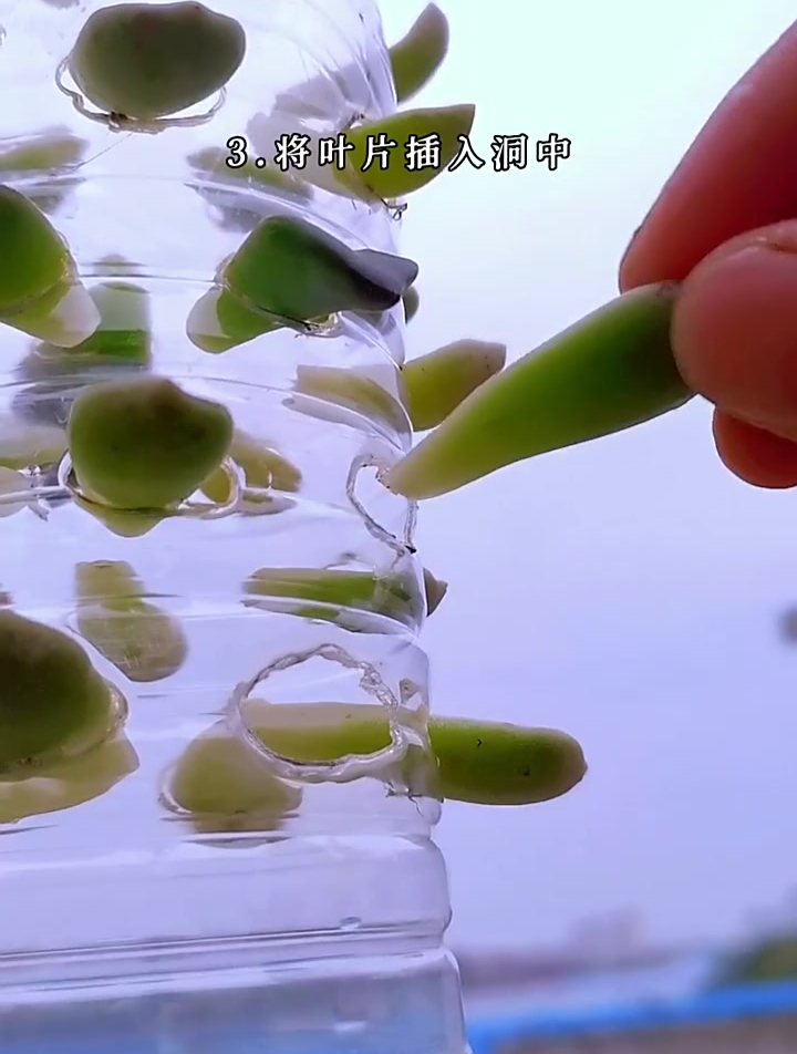 赶紧收藏!这是大神们都在用的冬季多肉叶插方法,发芽快根须壮