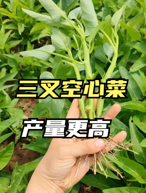 空心菜被称为“抽筋菜”,吃了真的会抽筋吗?这类人最好别吃!