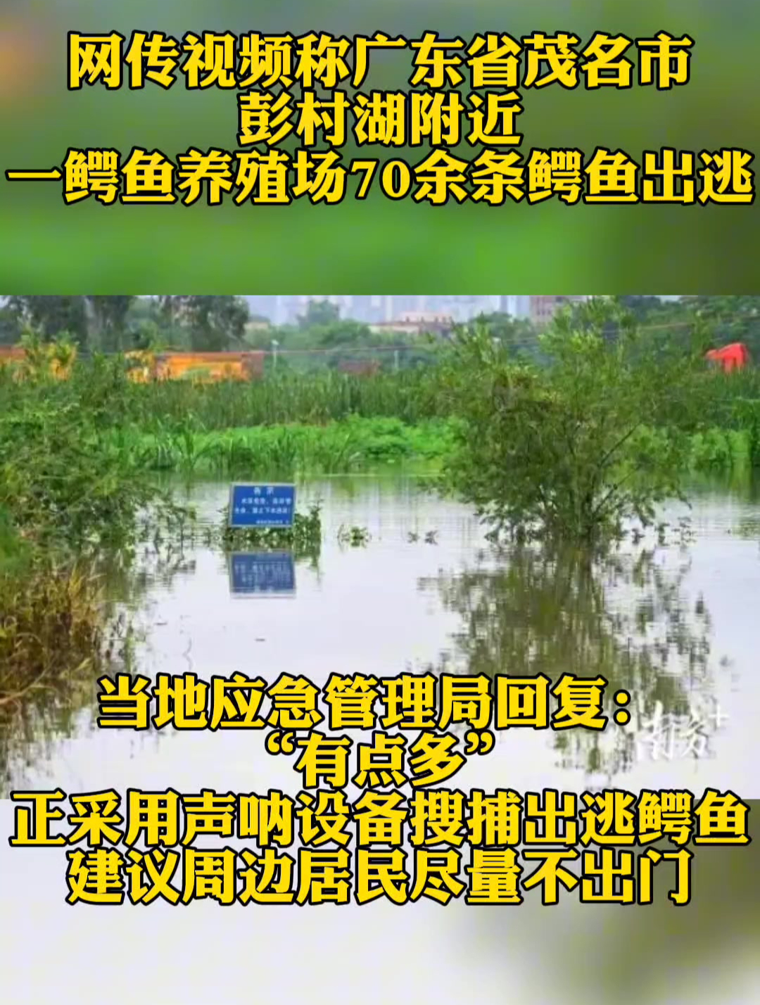 网传视频称广东省茂名市彭村湖附近,一鳄鱼养殖场70余条鳄鱼出逃