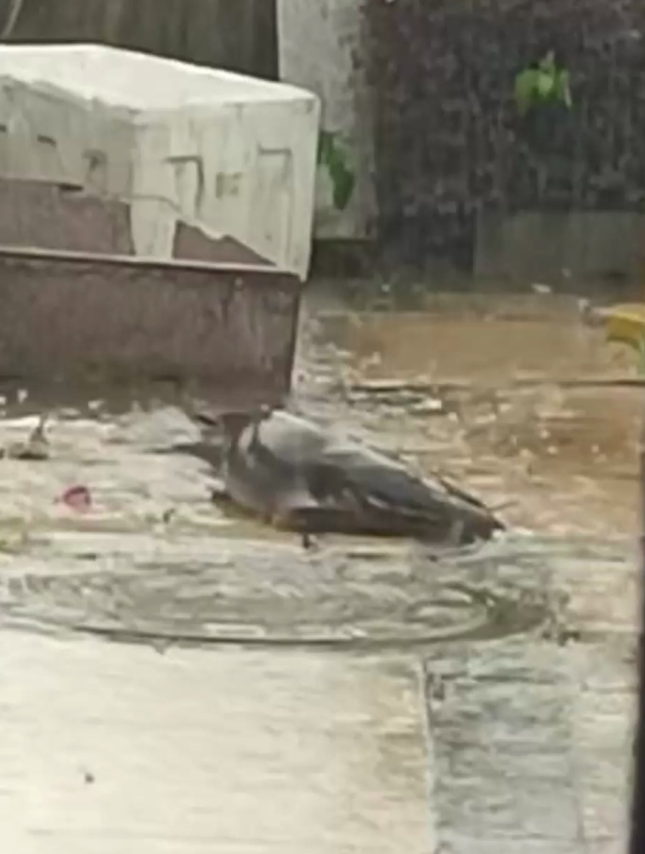 这么大的鲶鱼真是第一次见,这家伙到底是吃什么长大的