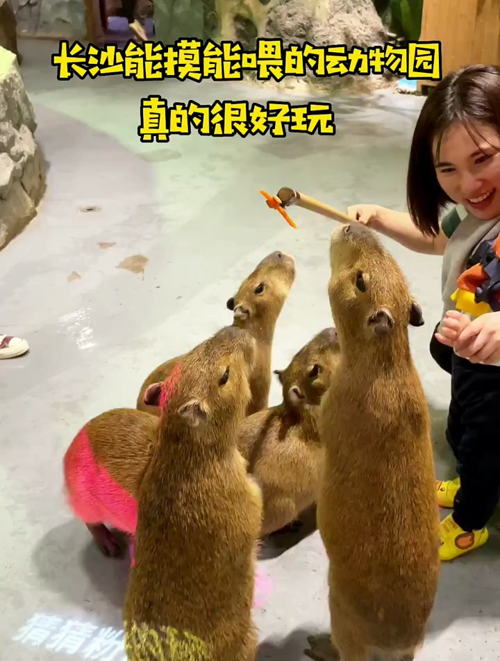 这么多可爱的小动物,快看看有你喜欢的吗