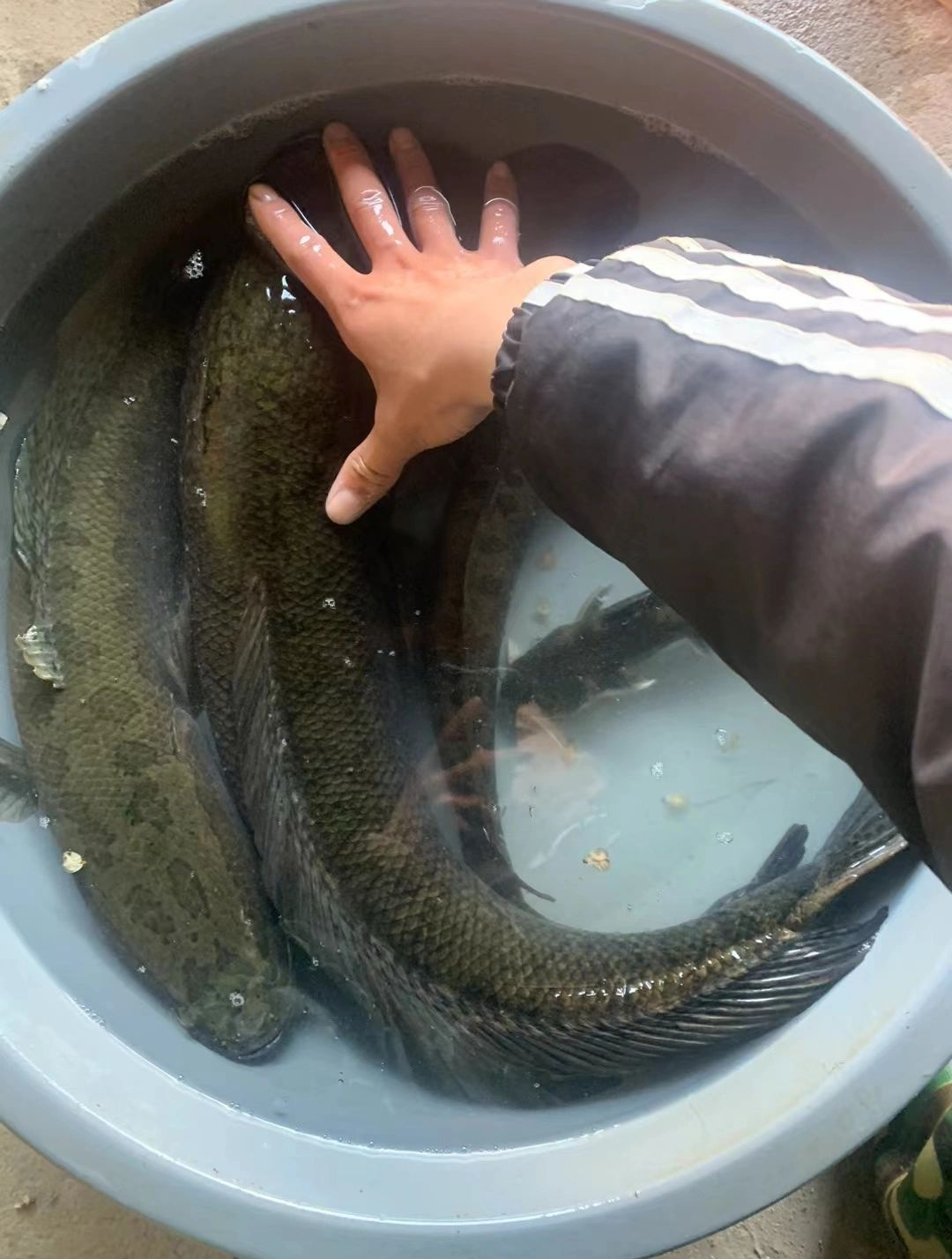 号称钓大鱼比伊势尼还好用的鱼钩,真实效果如何?