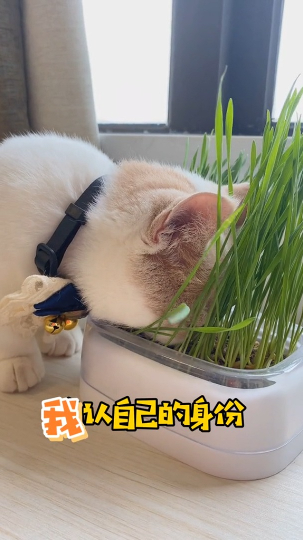 爱吃青菜的小宝贝,智商更高吗?
