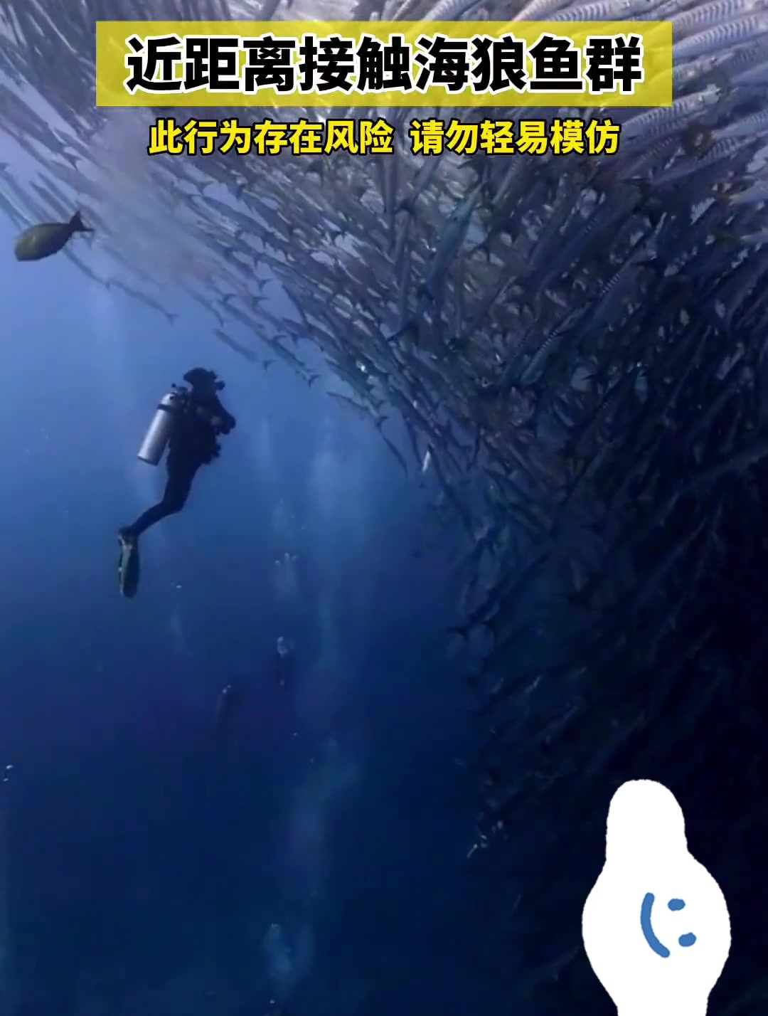 近距离接触海狼鱼群!