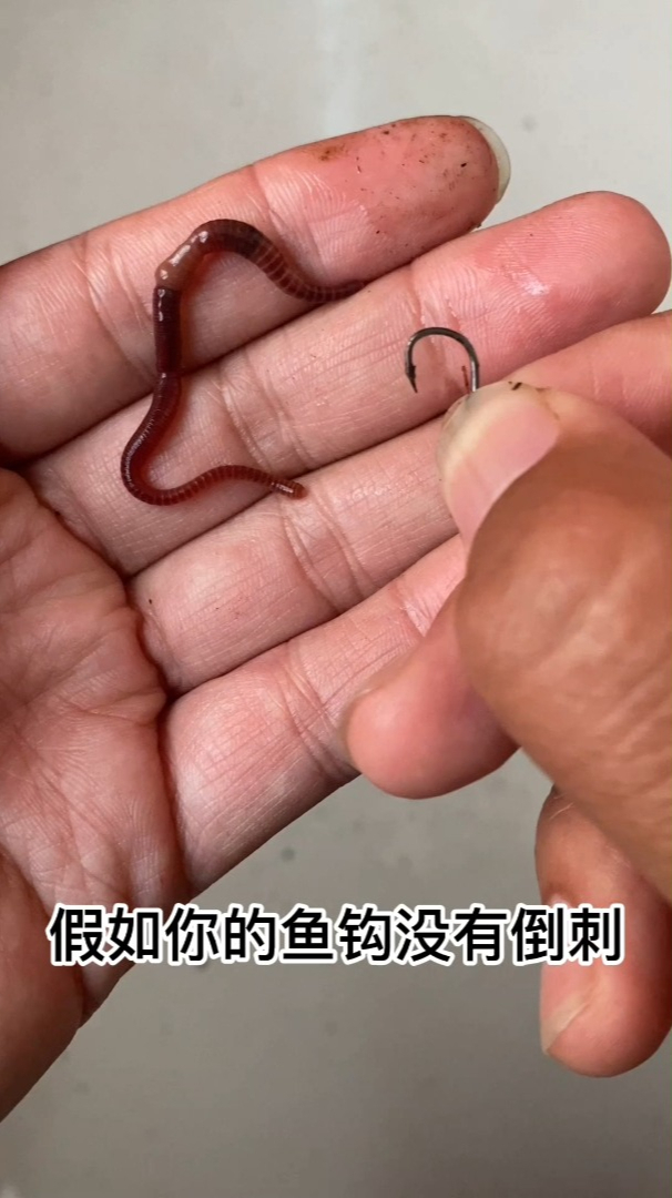 无倒刺鱼钩如何挂蚯蚓?2种方法