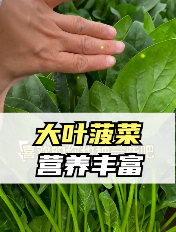 资深菜农:教你种出营养丰富的秋菠菜,品种是关键,这一步不能少