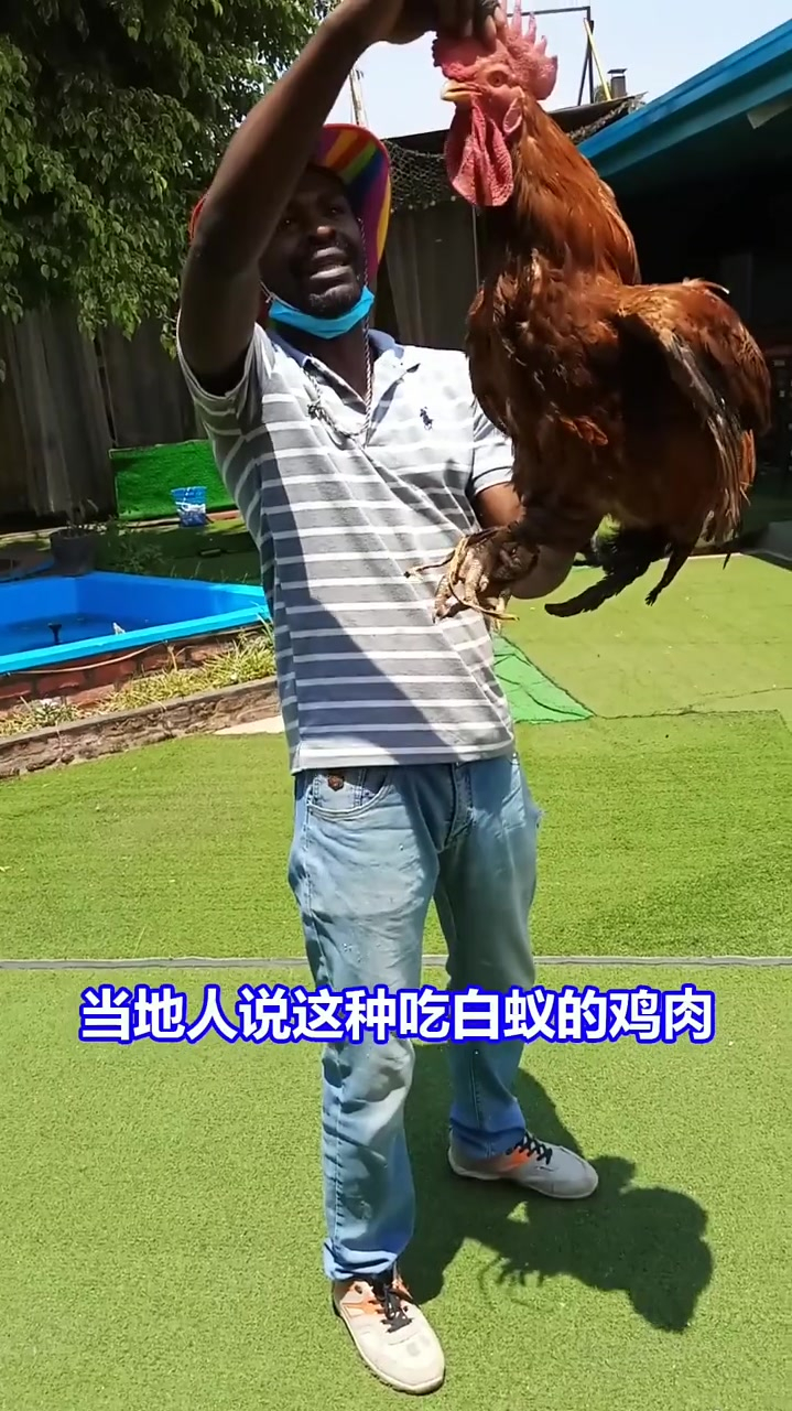 非洲新鲜事儿只吃白蚁的大公鸡