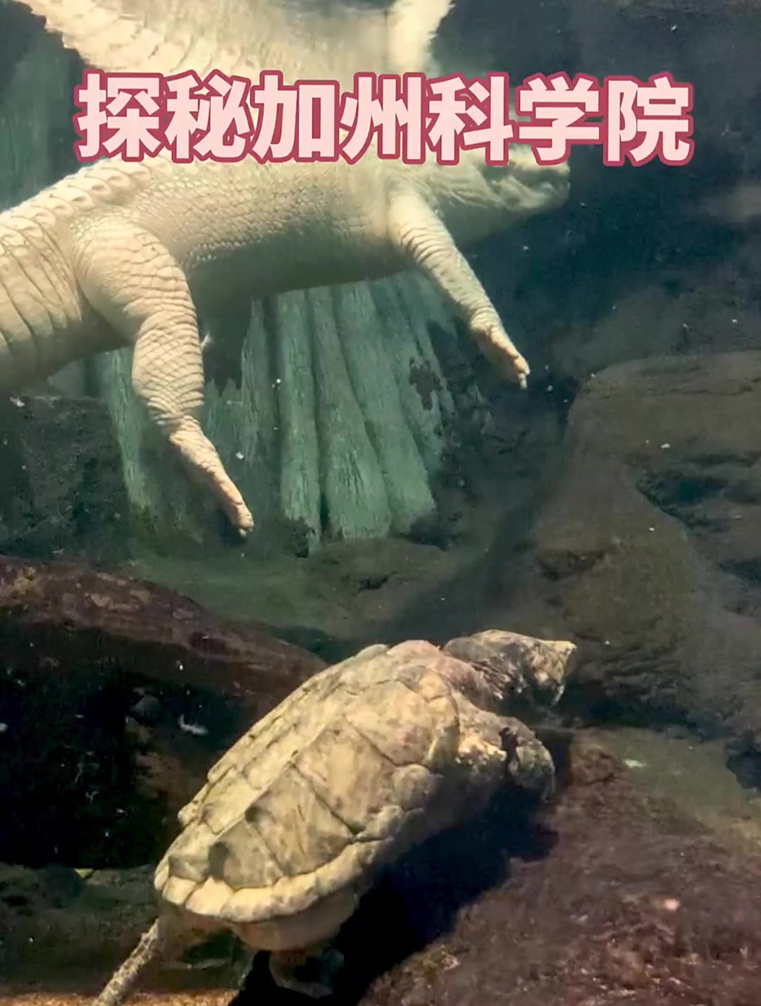 200多斤重,2.9米长的白化美洲鳄 博物馆 鳄鱼