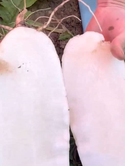 见过樱桃大小的萝卜,“九斤王萝卜”见过吗?生吃脆甜炒菜美味!