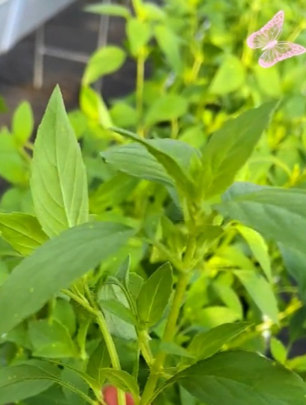 台湾明星心心念念的“九层塔”,可以泡茶喝,还能做菜,营养高!