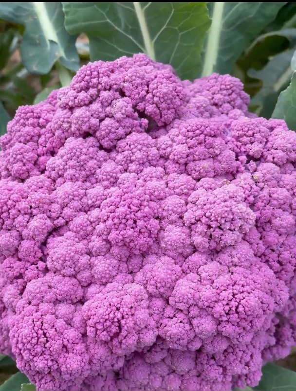 生来就是紫色的花菜,你吃过吗?种植简单营养丰富!