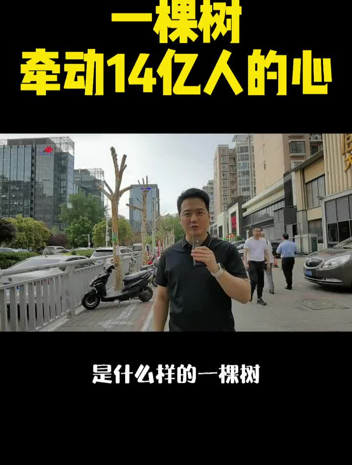 一棵树,牵动14亿人的心,最新阿五黄河大鲤鱼事件进展