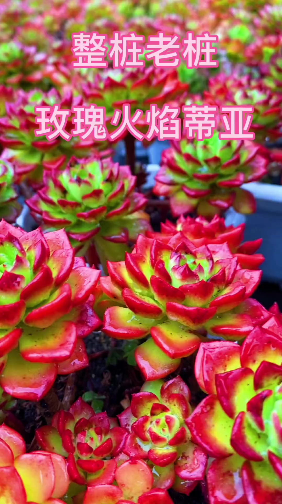 整桩老桩玫瑰火焰蒂亚今天开炸,还有其它新品等你来哦