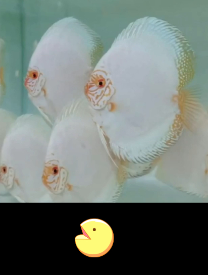 如何选七彩？七彩神仙鱼白色品种介绍 白蝴蝶 白化白金 雪玉新手