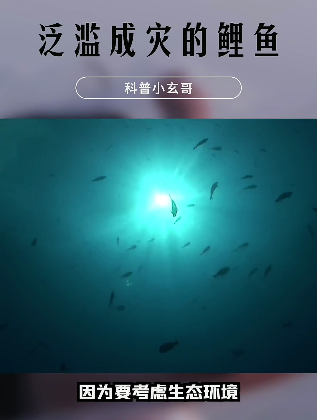 亚洲鲤鱼入侵美国,体重超百斤长得比猪还大,为什么没人去吃?