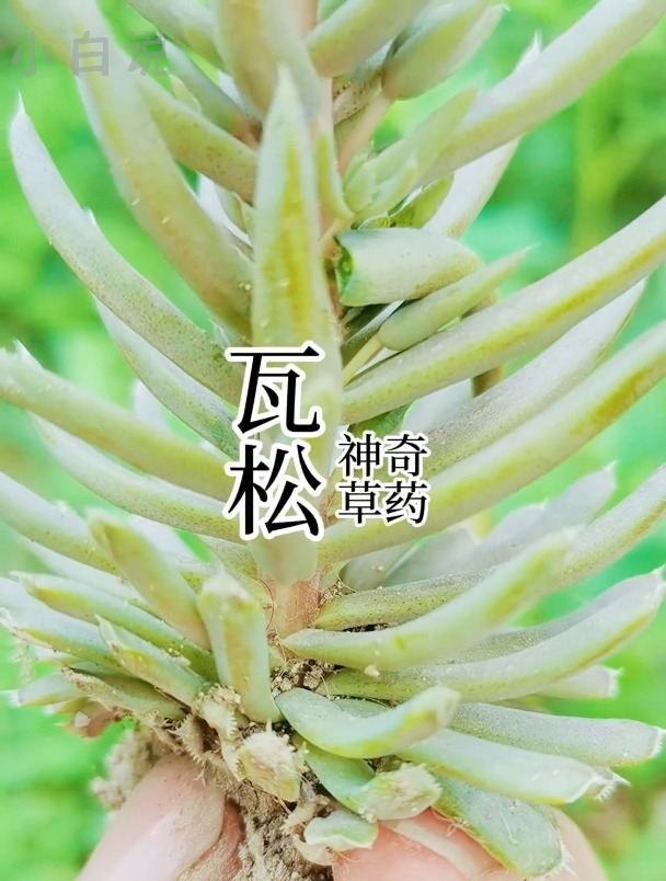 瓦松,一种生长在老旧瓦房上的草药,你那有吗?