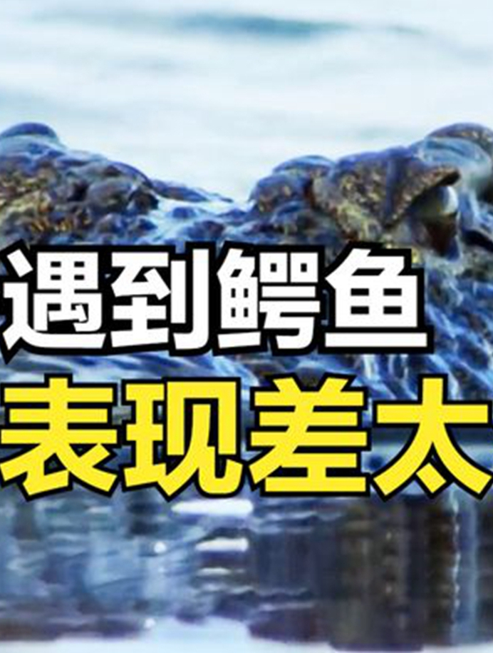 当老虎和狮子遇到鳄鱼,一个夺鳄鱼的食物,而另一个被鳄鱼当食物