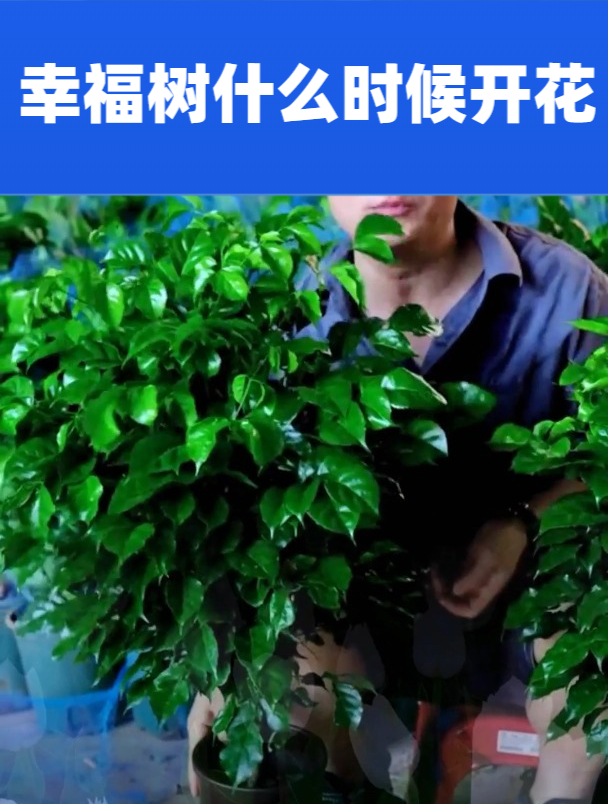 都说幸福树开花寓意好,怎么养才开花呢?很多花友忽略了关键一步