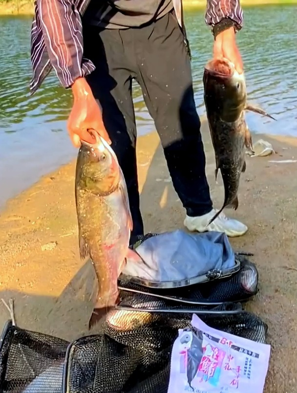 手竿钓鲢鳙,掌握颗粒上饵的诀窍,抛竿10分钟后就中鱼!