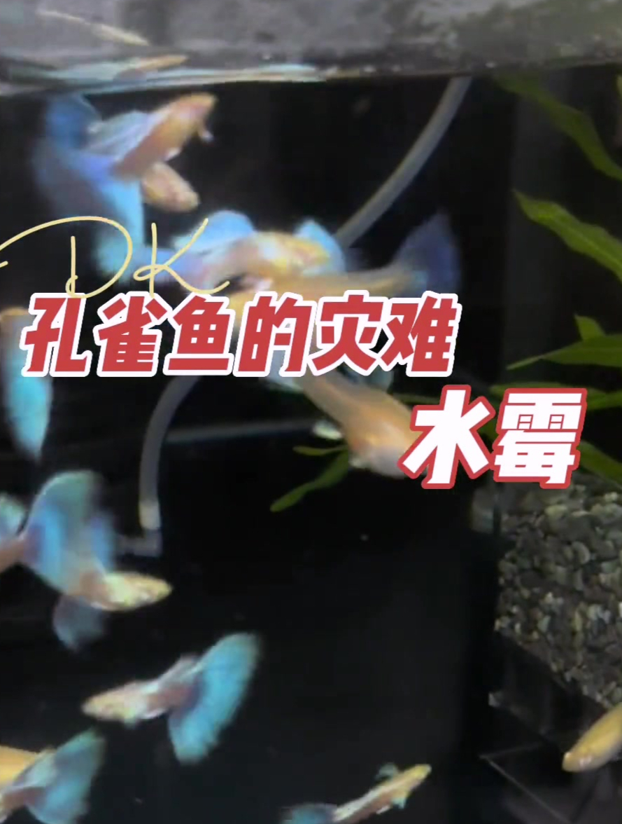 孔雀鱼的灾难到了?这个水霉很严重!