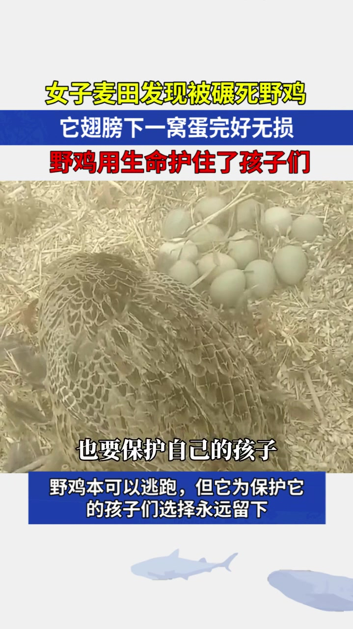 母爱无垠!女子麦田发现被碾死野鸡,翅膀下一窝蛋完好无损
