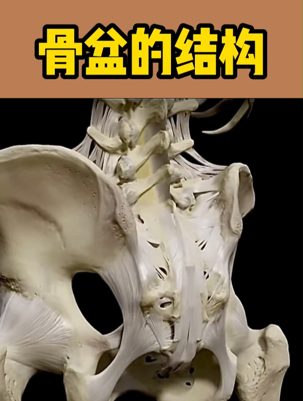 骨盆的结构(3D动画演示)