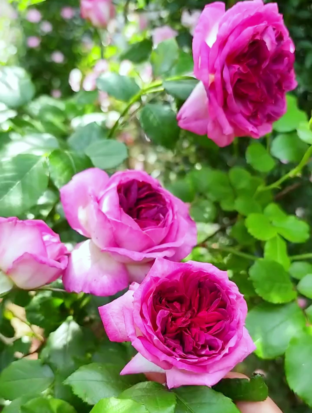 一朵花开两种颜色的月季花,长势旺抗病好,阳台盆栽、地栽都可以