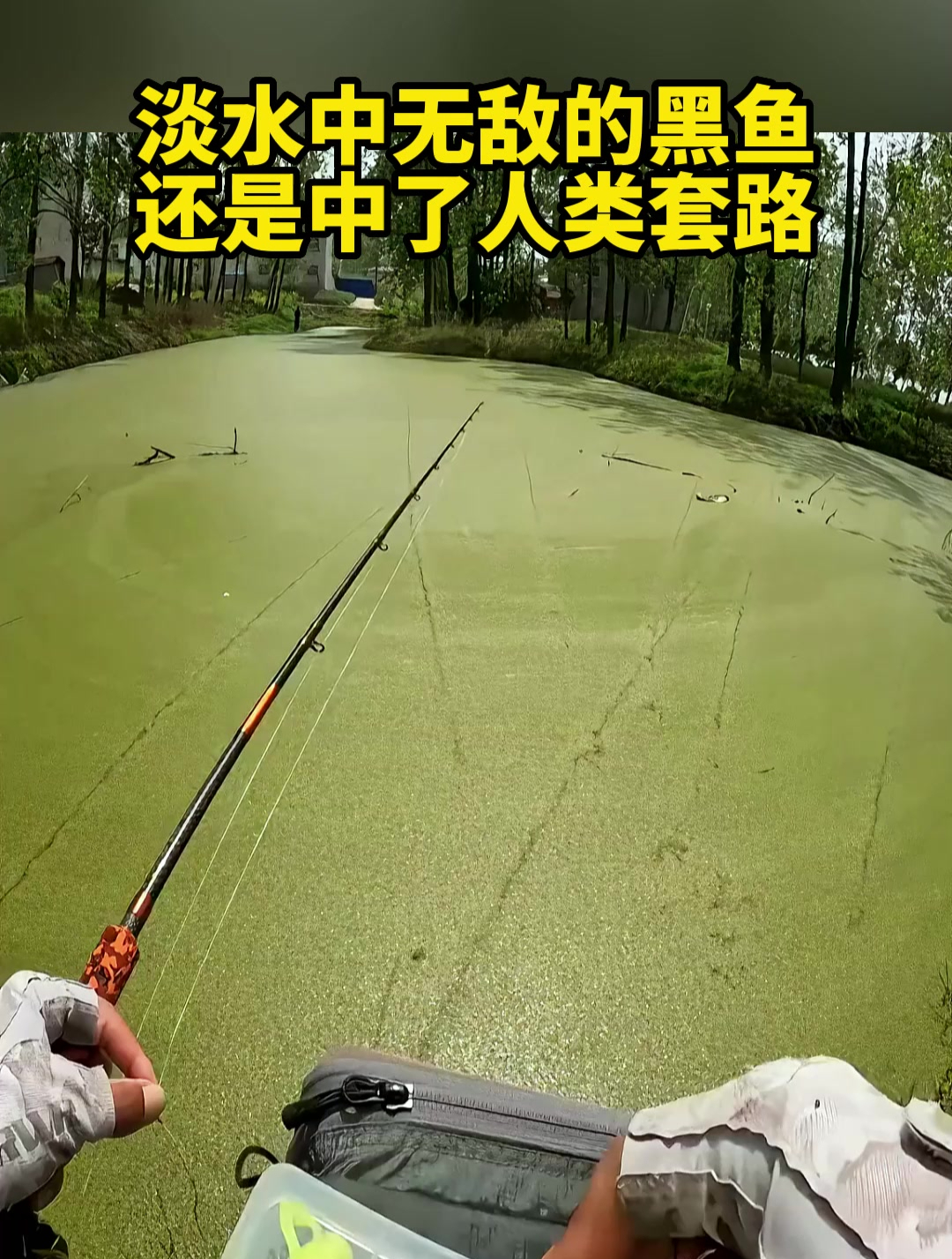 淡水中无敌的黑鱼,还是中了人类套路
