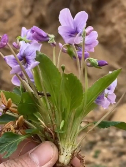 紫花地丁是一种既可以食用的野生蔬菜,也是一种功效出色的中药材