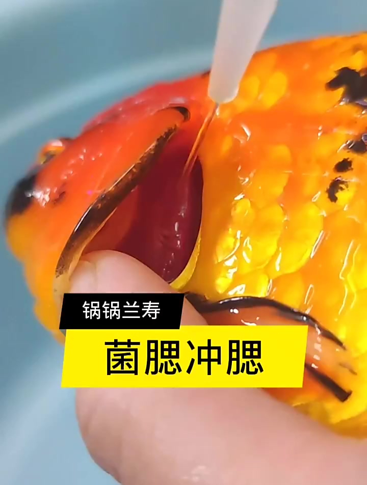 兰寿得了细菌性腮病(菌腮)不用怕,简单冲腮效果立竿见影。