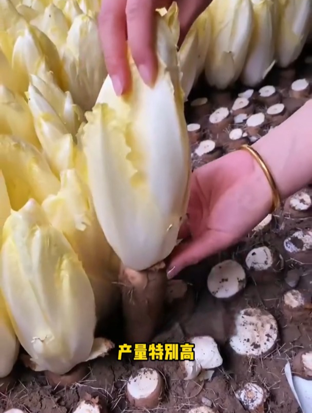 这种长着根的“娃娃菜”,只能种在地下,营养价值极高!
