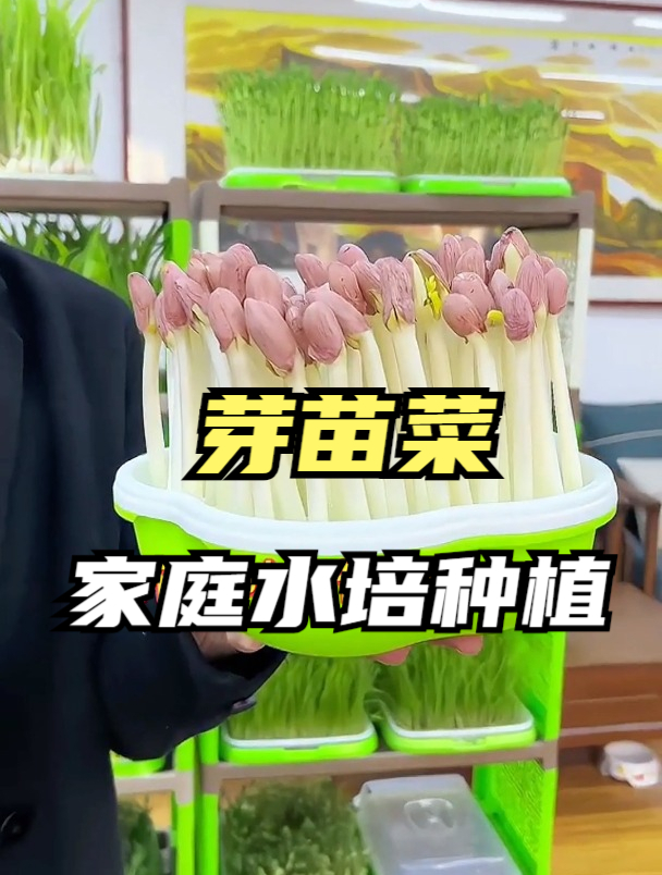 发芽的花生不要扔,找来一个空盘,一周就能吃到新鲜的芽苗菜!